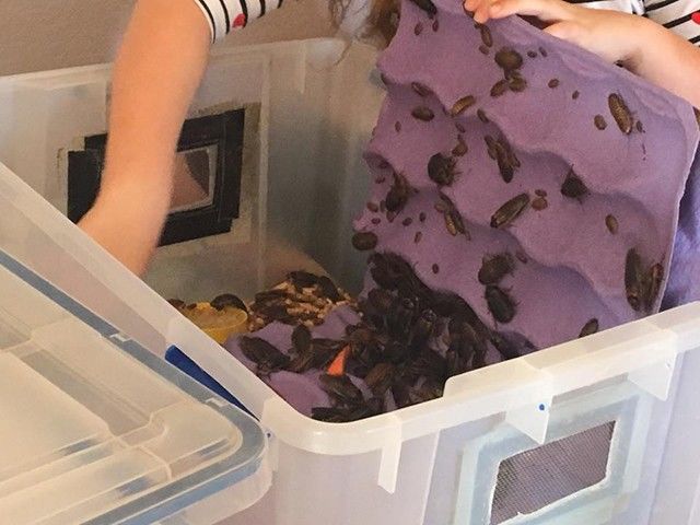 Kecoa-Kecoa Unyu, Kesayangan Gadis 10 Tahun